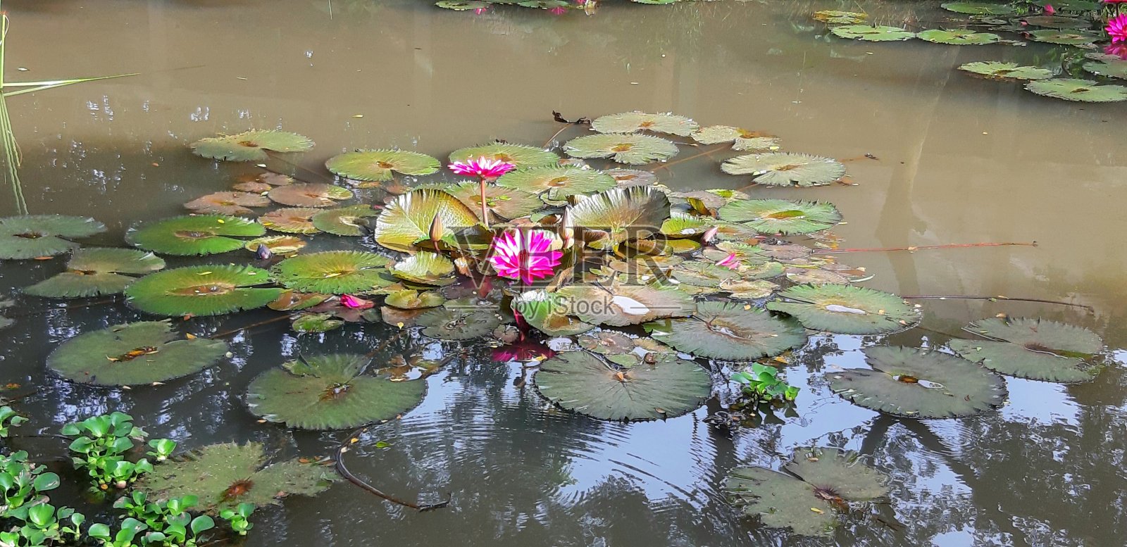 池塘里粉红白莲照片摄影图片