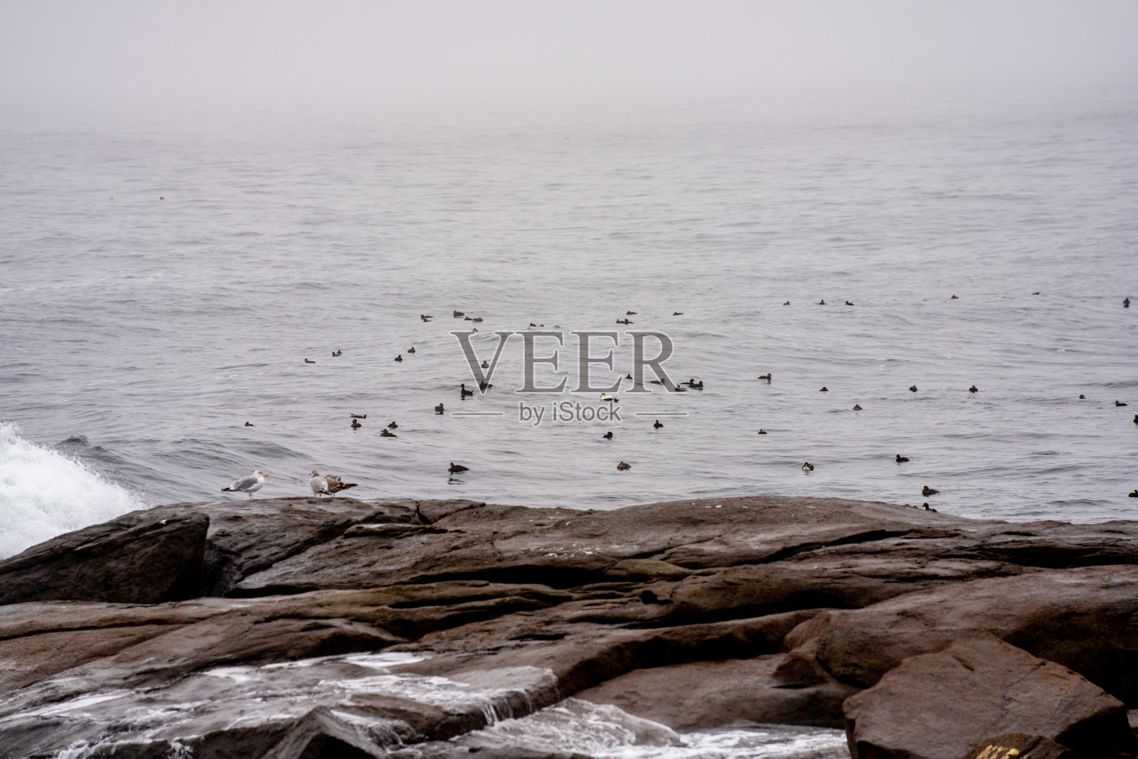 美国缅因州水域中的海鸥照片摄影图片