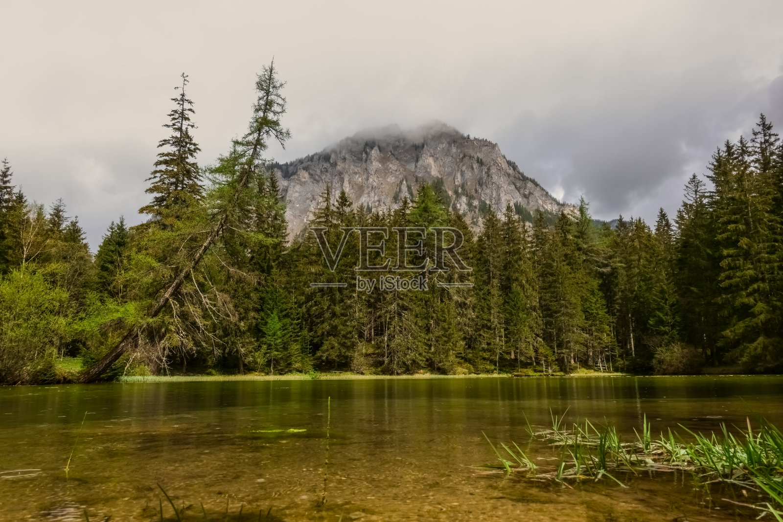 有松树的小湖，有雾的山照片摄影图片