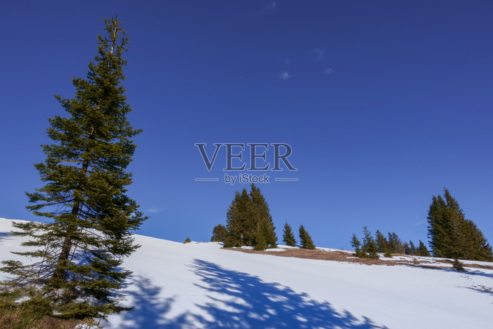 孤立的松树在冬天的雪与蓝天照片摄影图片