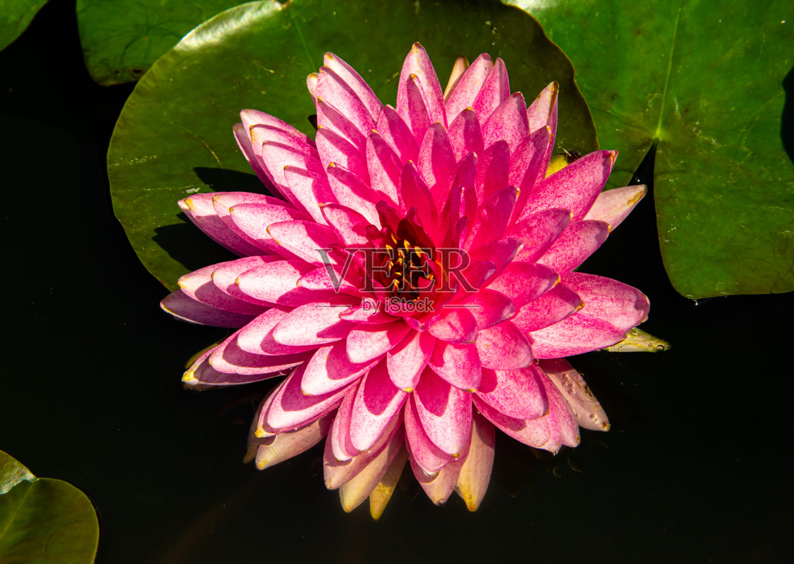 池塘里的睡莲特写照片摄影图片