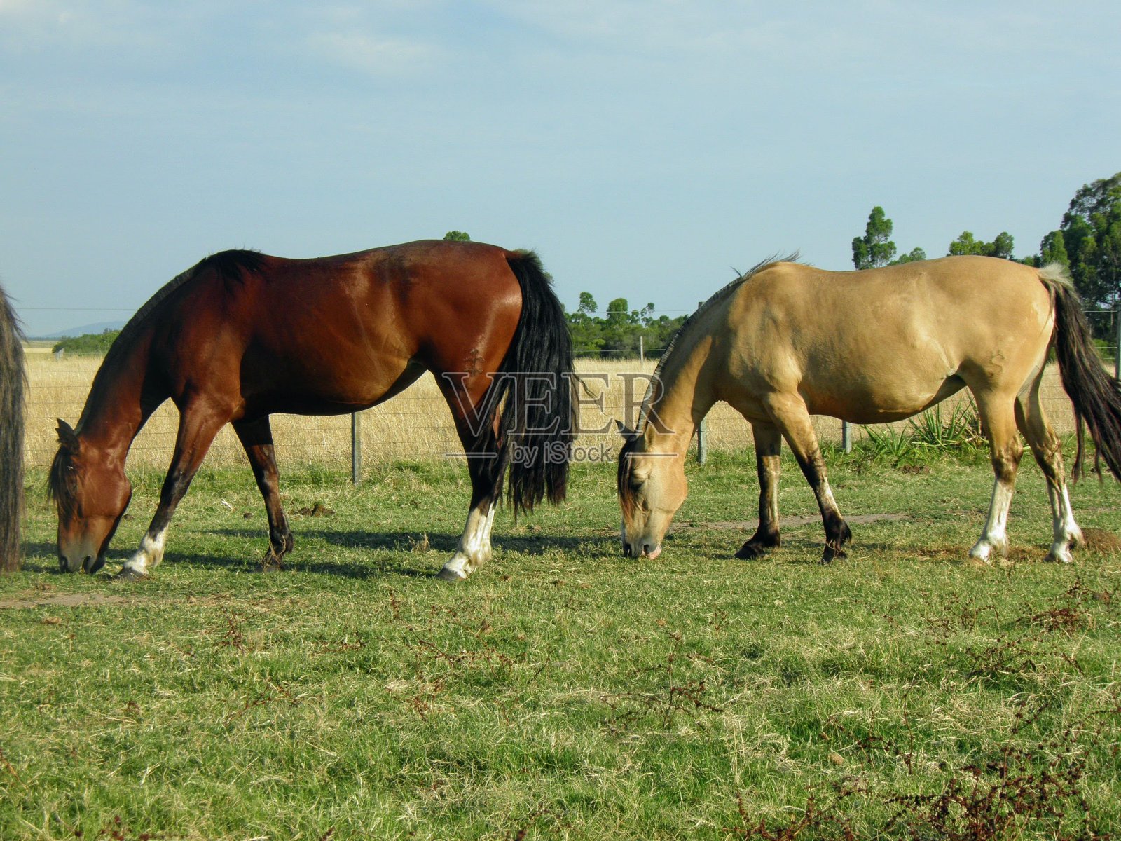 马照片摄影图片