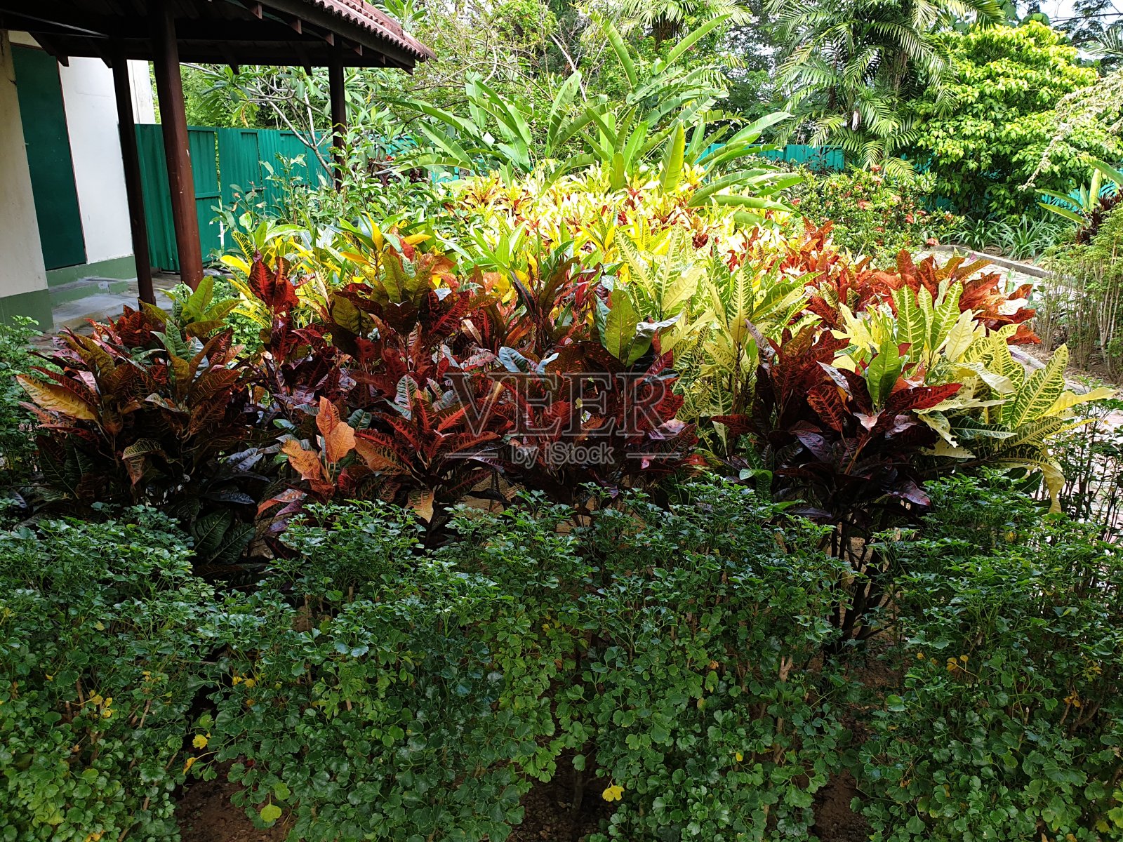 绿色植物在院子里照片摄影图片