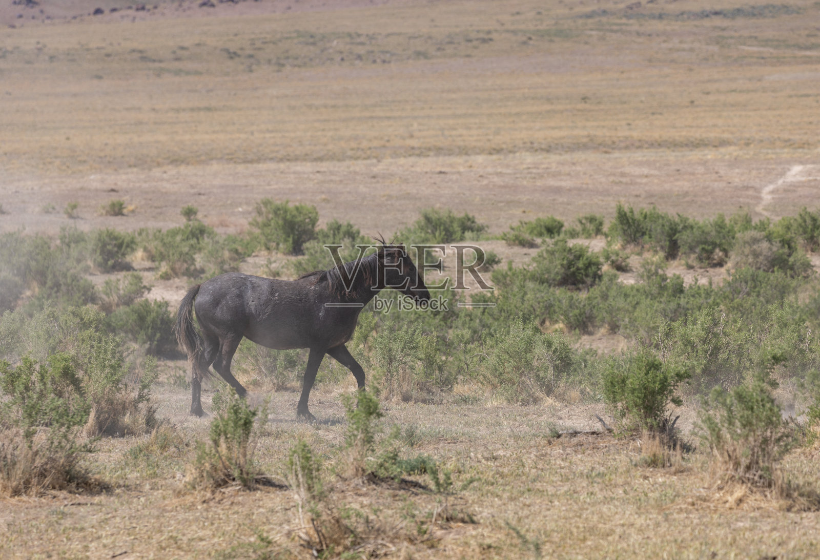 犹他沙漠的野马照片摄影图片