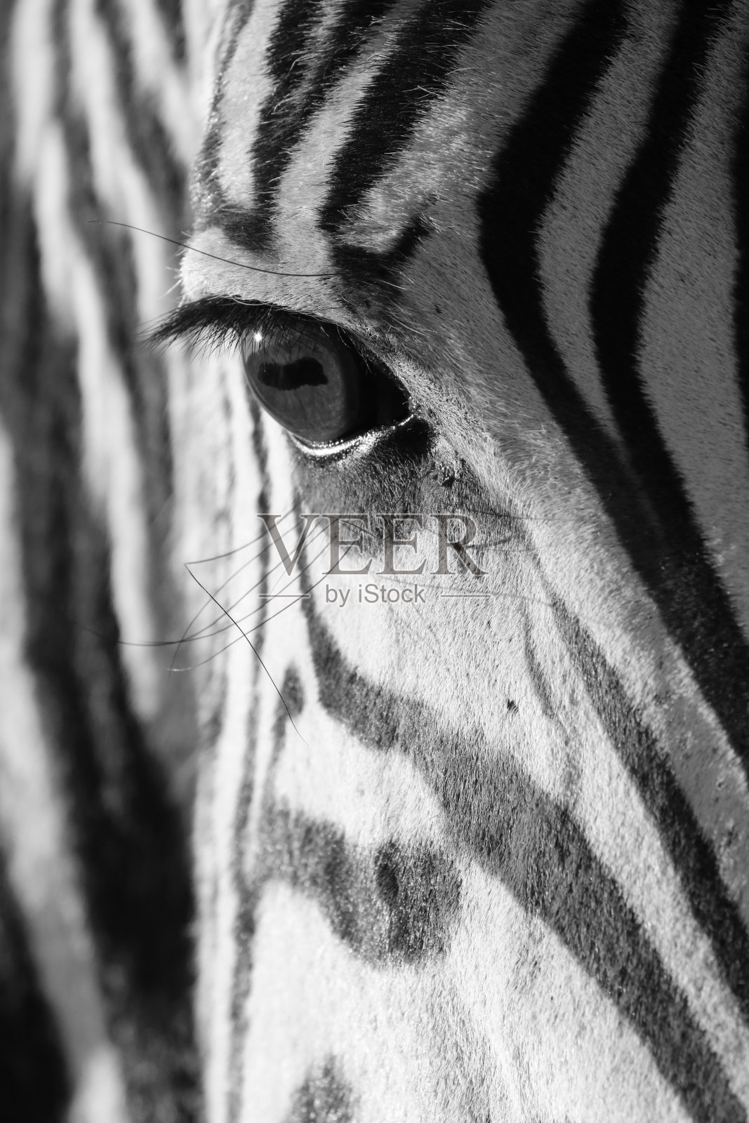 斑马时刻4920照片摄影图片