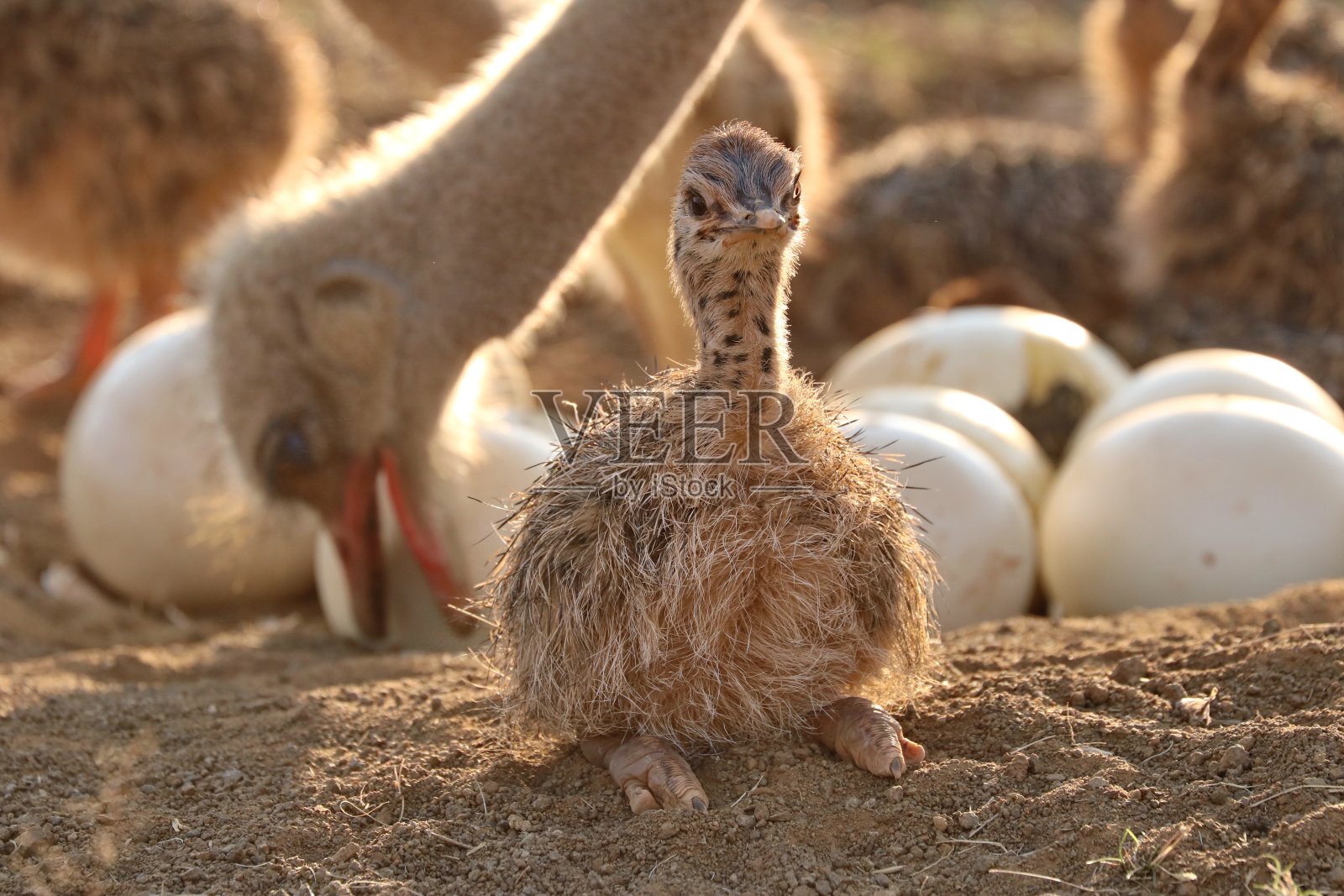 鸵鸟宝宝在3168巢照片摄影图片