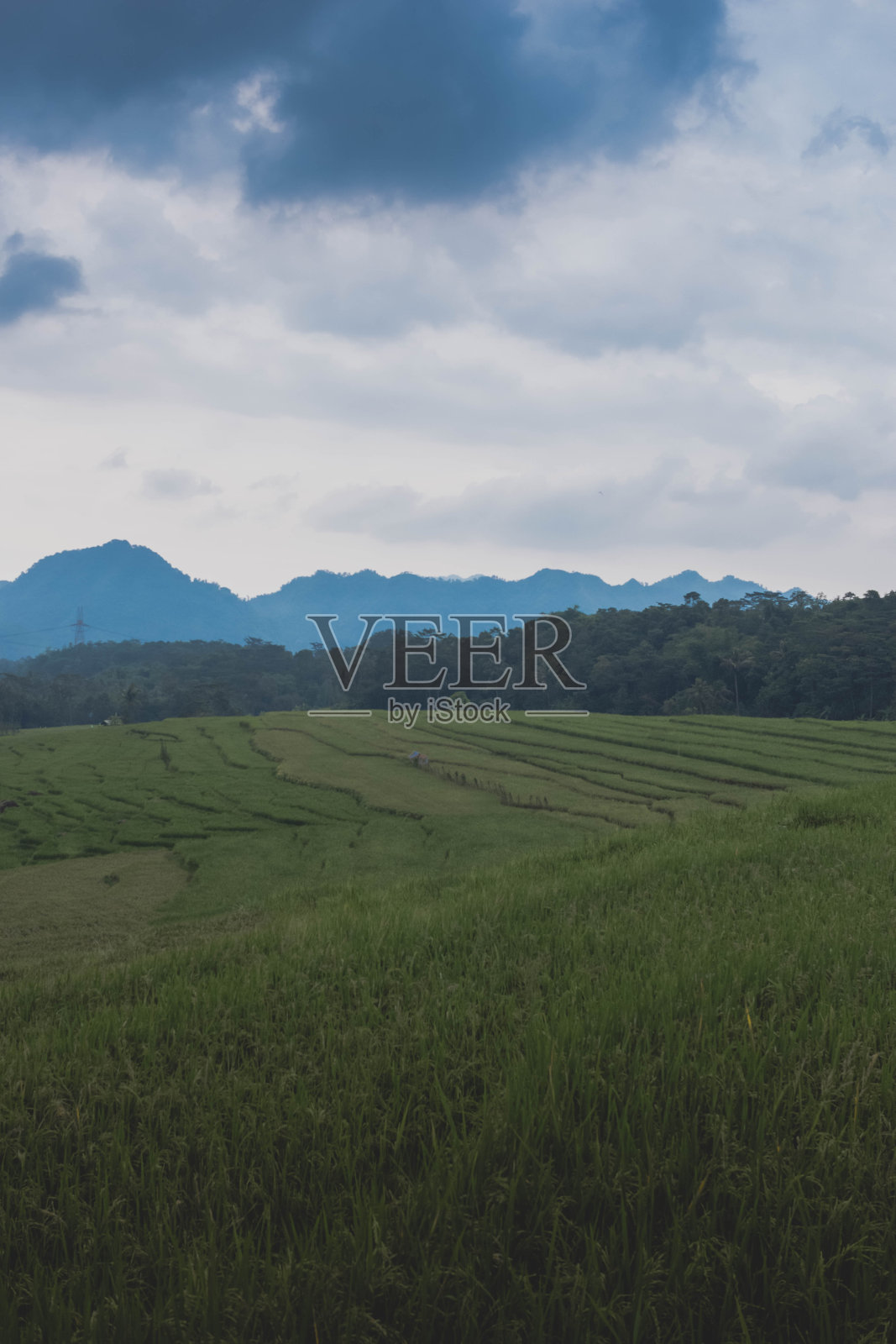 稻田照片摄影图片