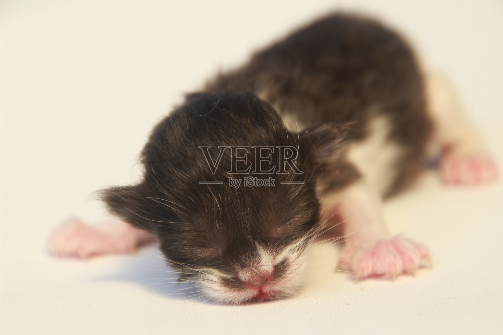 小猫照片摄影图片