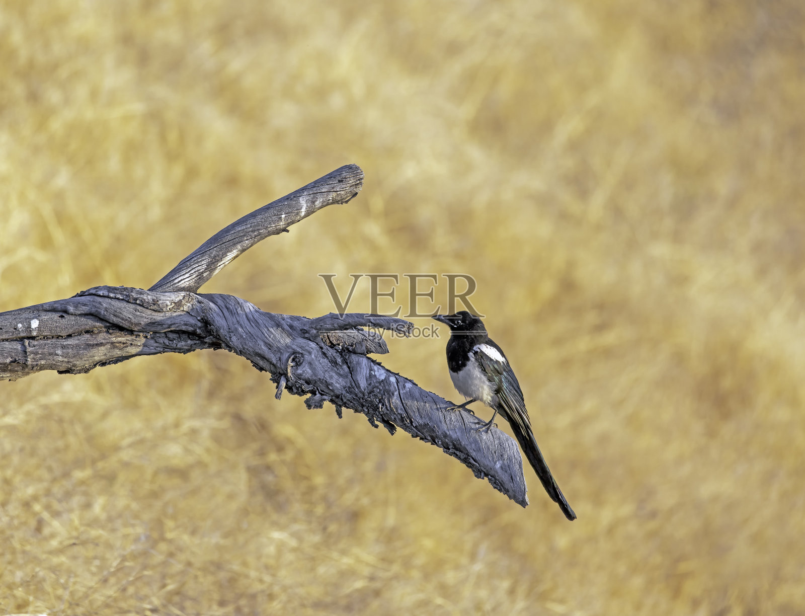 喜鹊站在树枝上，背景是草地。鸦科异食癖。照片摄影图片