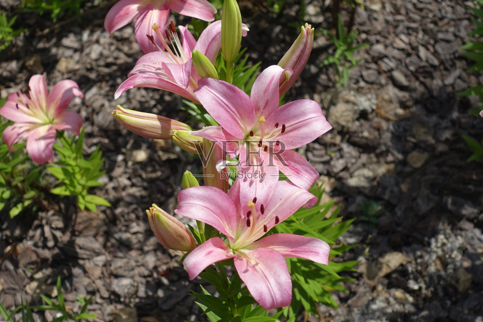 六月中旬，淡粉色的百合花的特写照片摄影图片