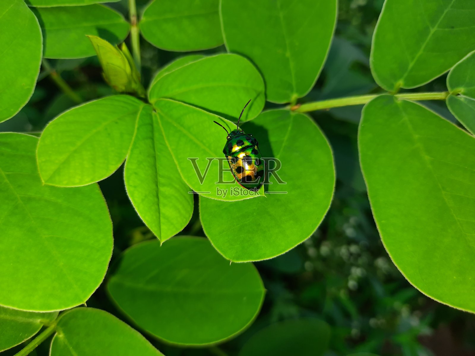 美丽的虫子在绿叶之间照片摄影图片