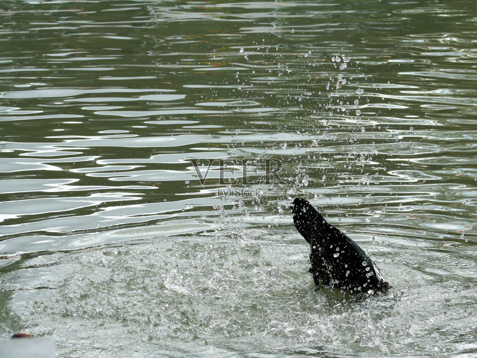 干杯照片摄影图片