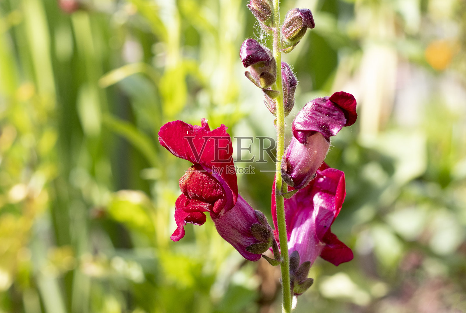 花园里的金鱼花照片摄影图片