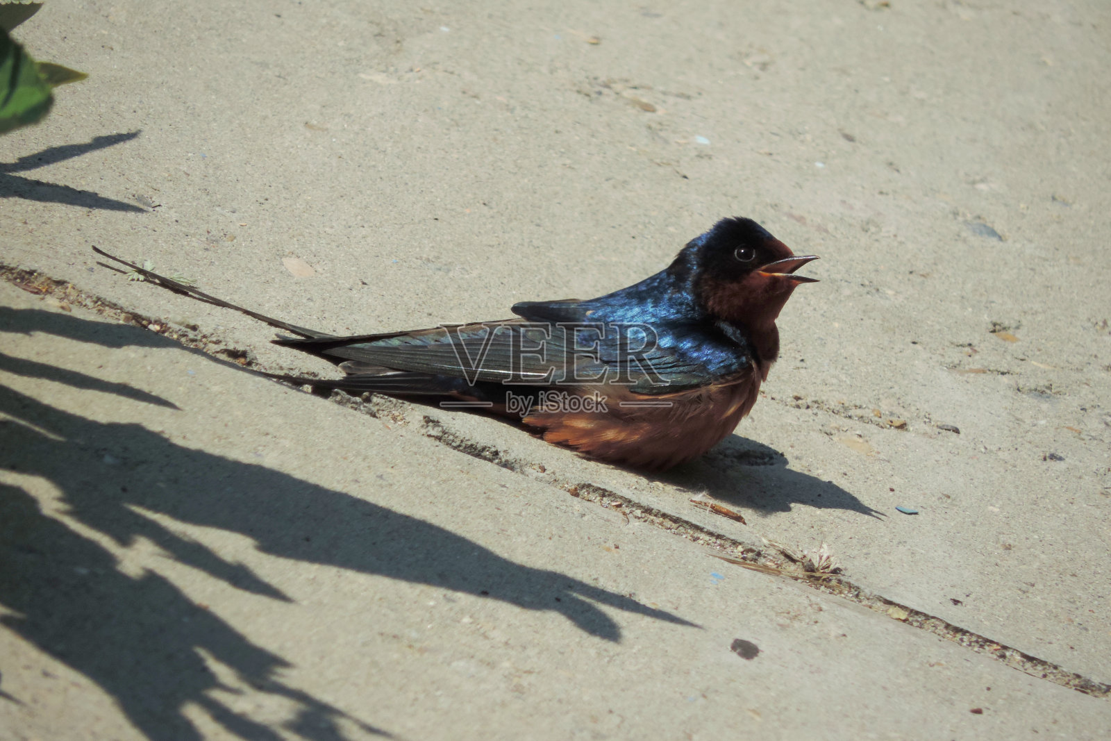 燕子坐在水泥地面上照片摄影图片