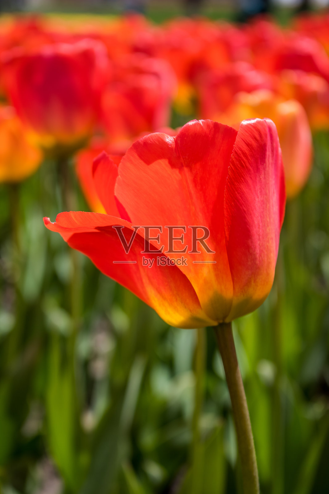 郁金香照片摄影图片