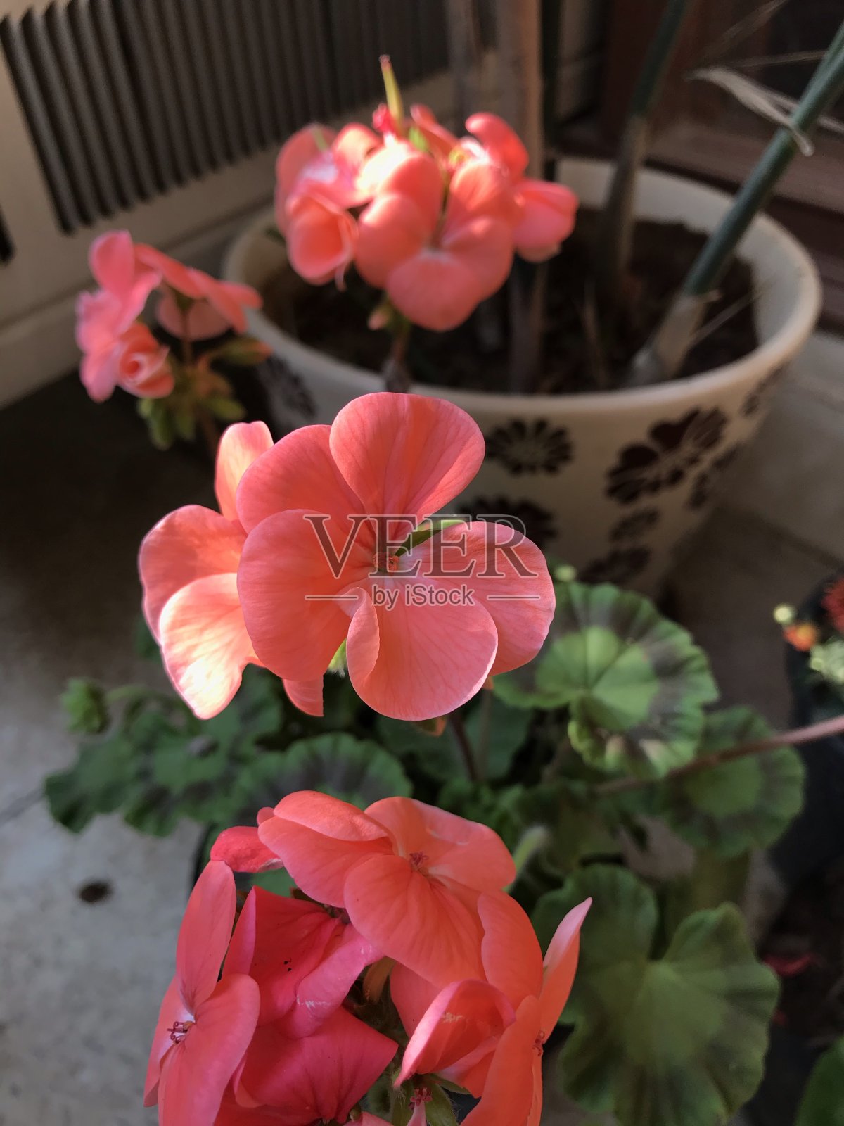 天竺葵属植物的花照片摄影图片