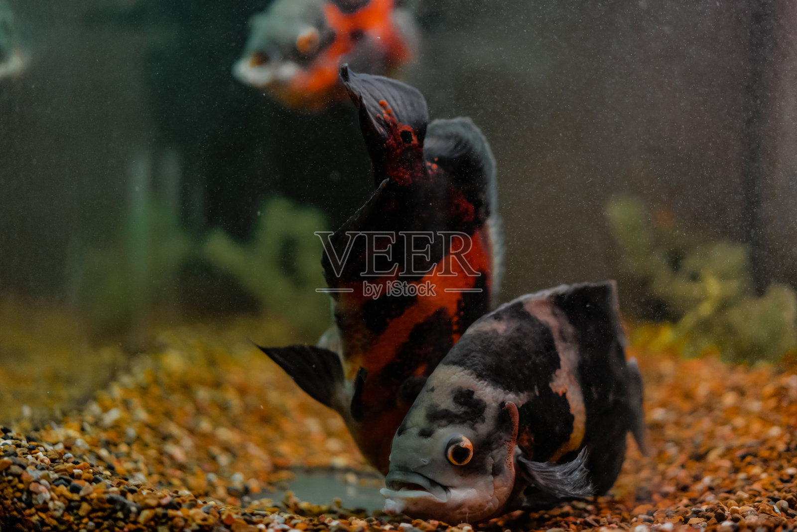 水族箱里的奥斯卡鱼在黑暗的背景下照片摄影图片