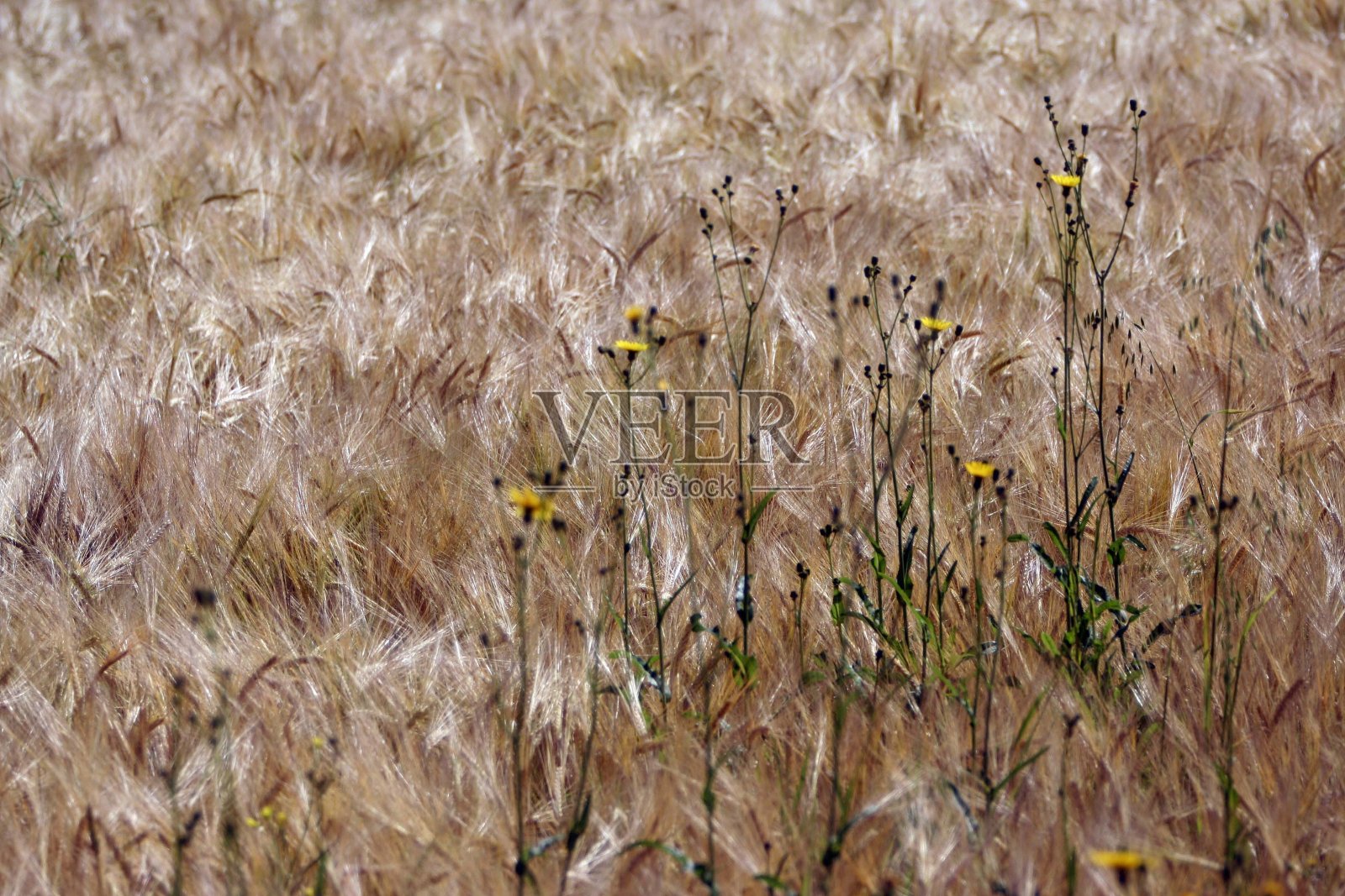 小麦穗或小麦穗照片摄影图片