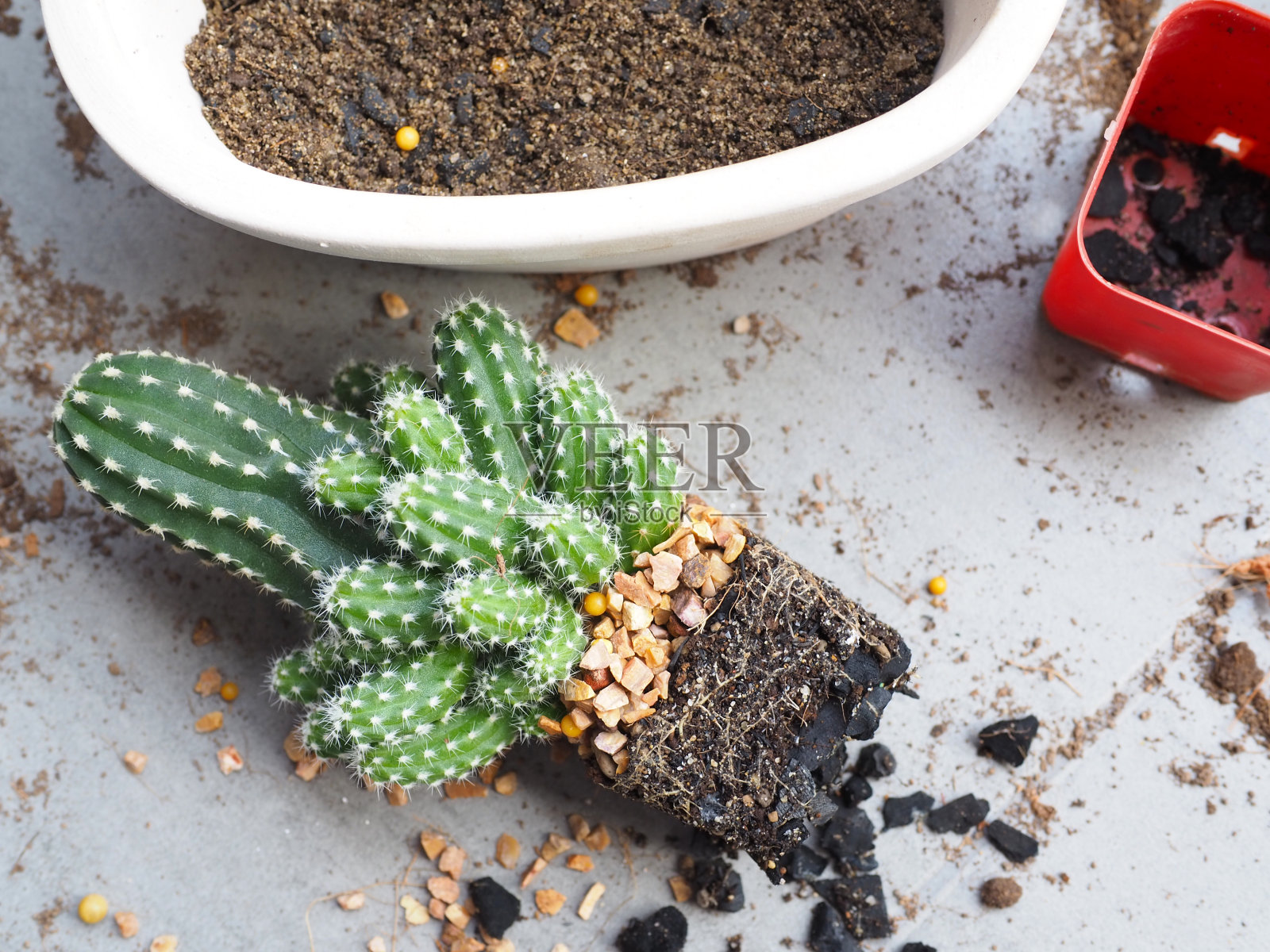 仙人掌园艺移到更大的花盆生长照片摄影图片