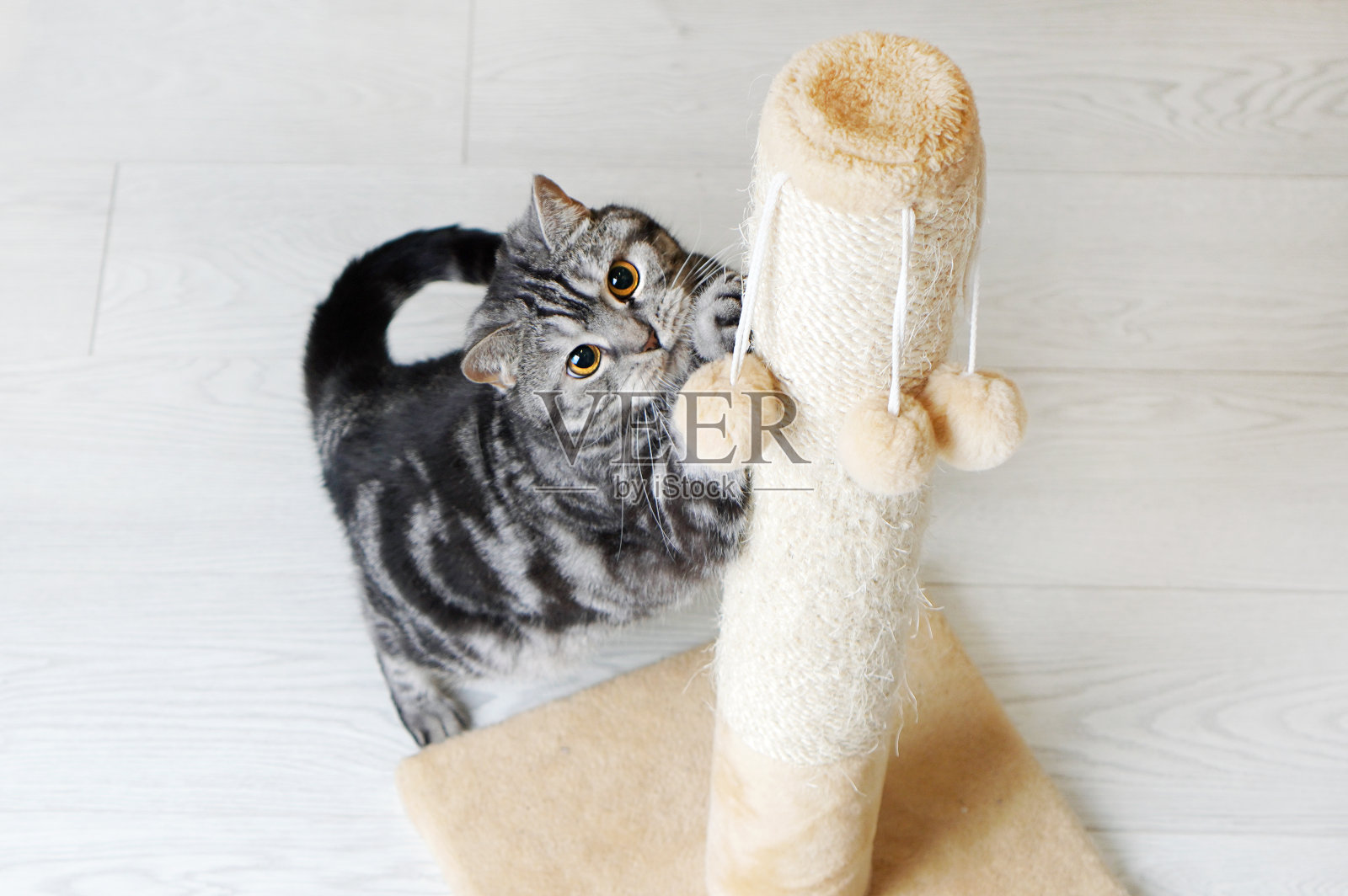 有趣好玩的苏格兰虎斑猫肖像照片摄影图片