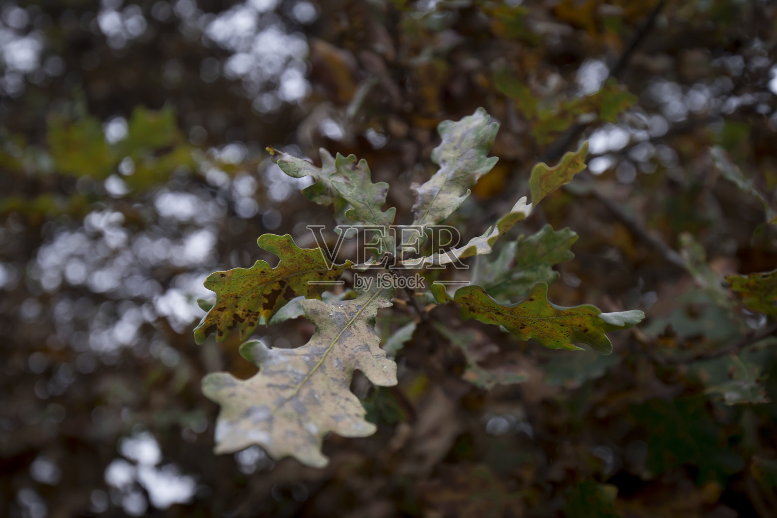 橡树叶照片摄影图片
