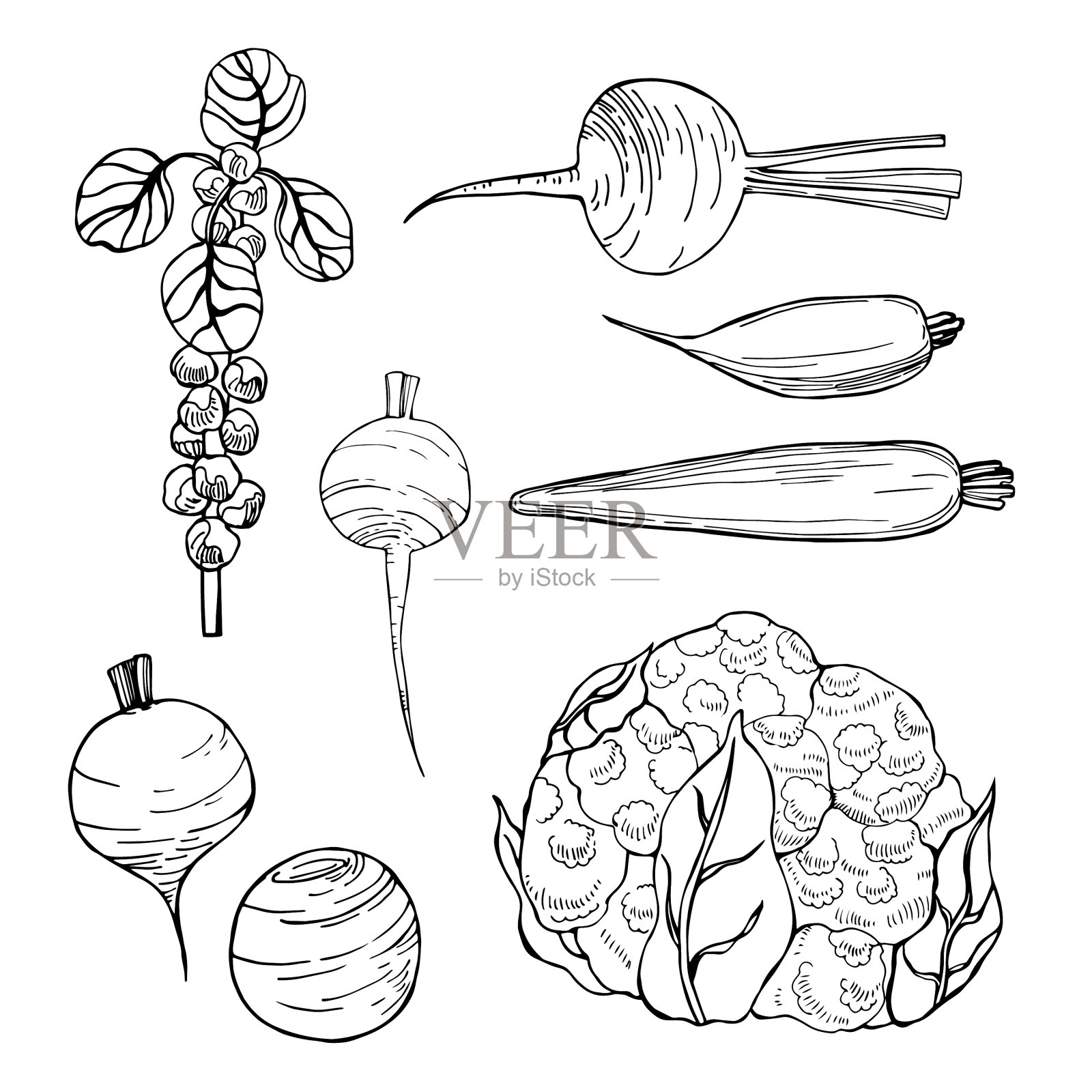 在白底白菜上手绘蔬菜插画图片素材