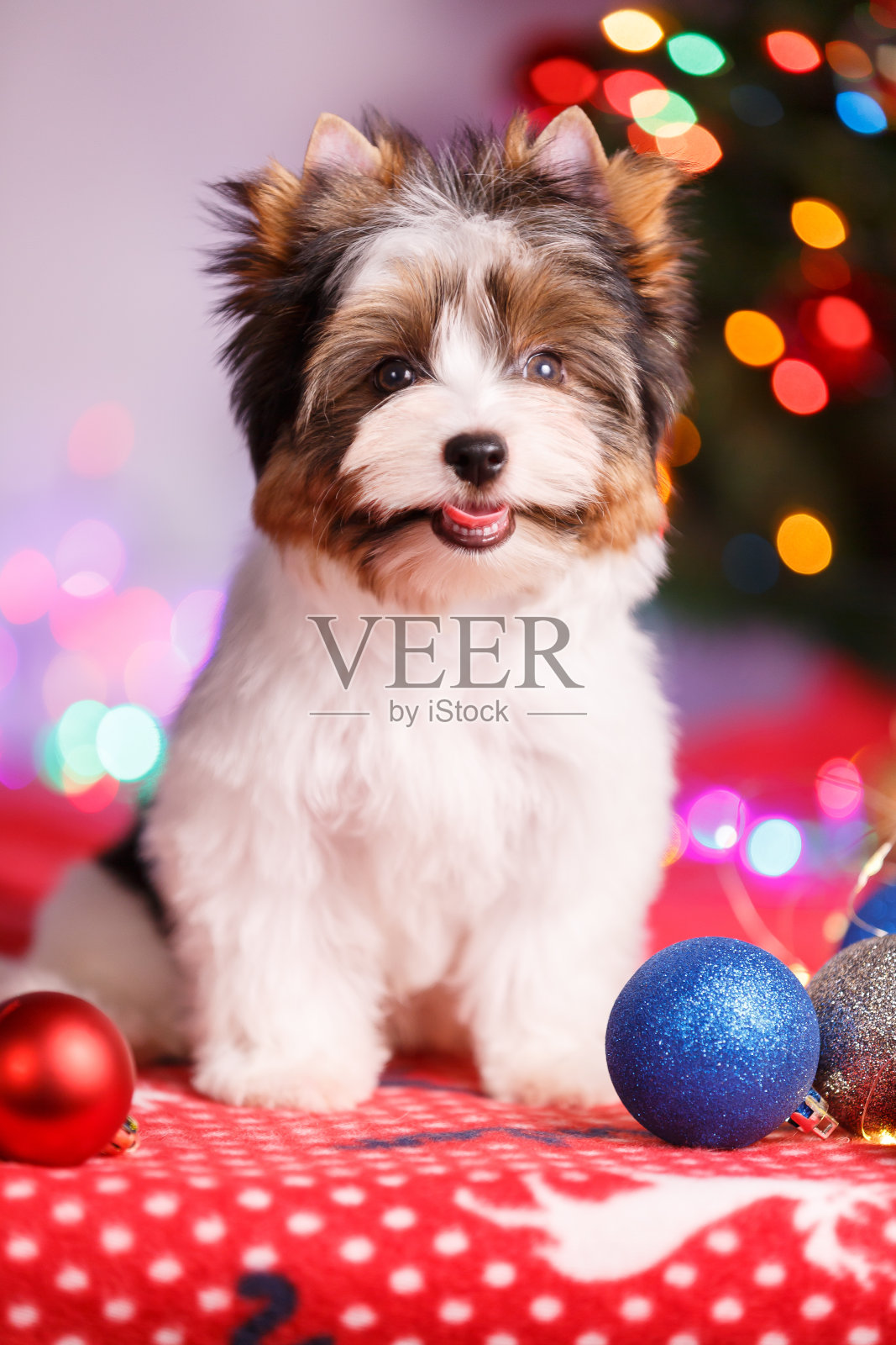 比厄梗和圣诞装饰品照片摄影图片