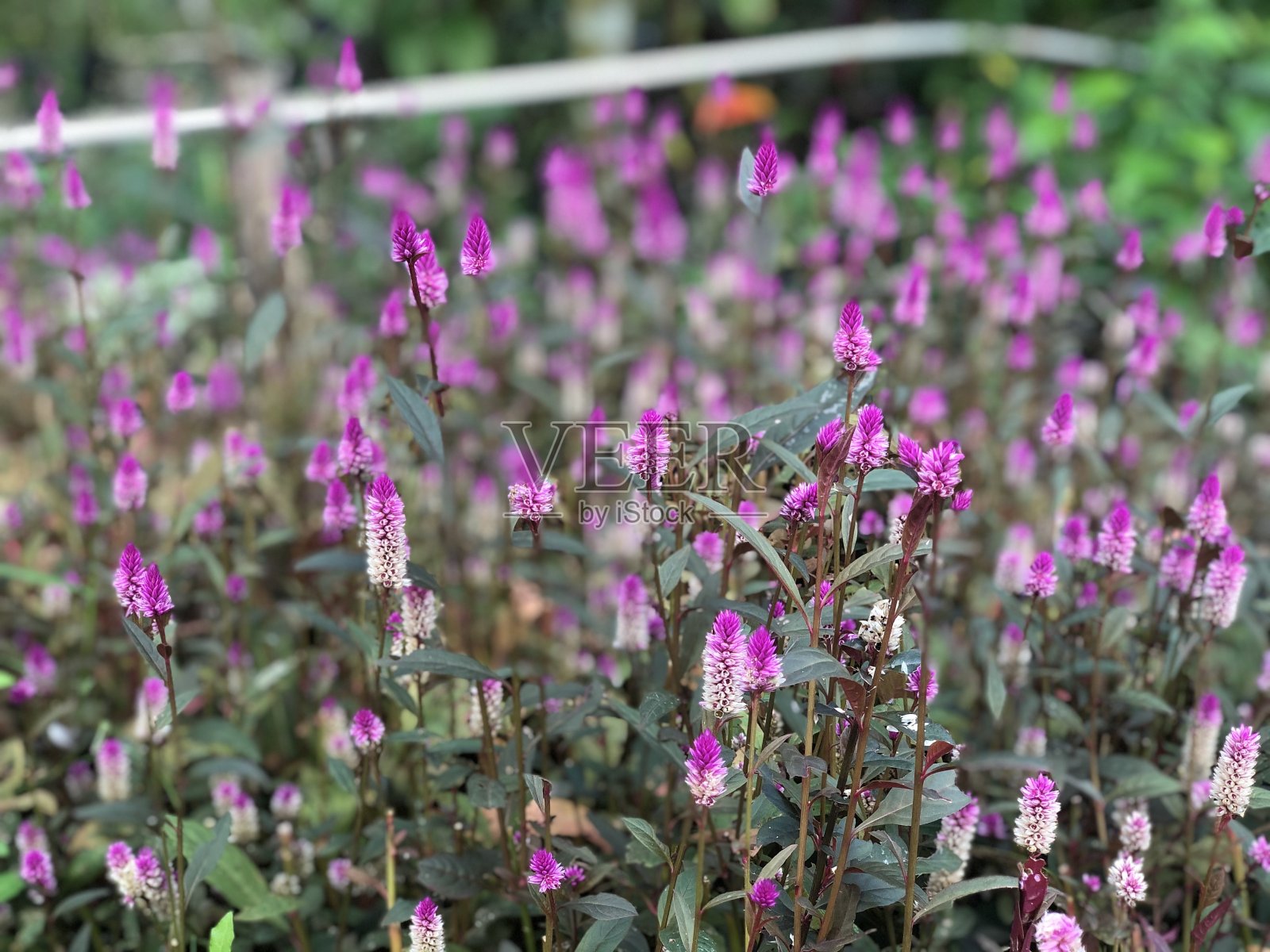 美丽的紫色照片摄影图片
