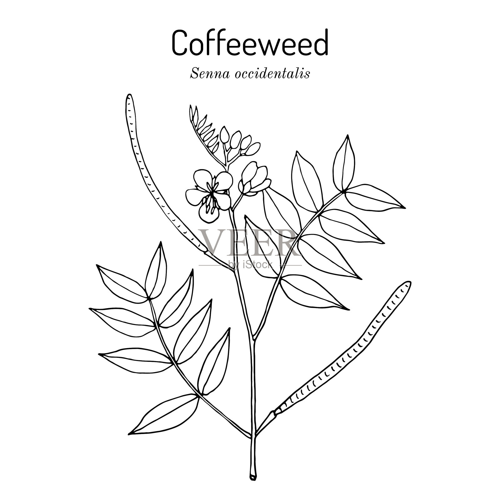 咖啡草或咖啡仙娜西西达利斯插画图片素材