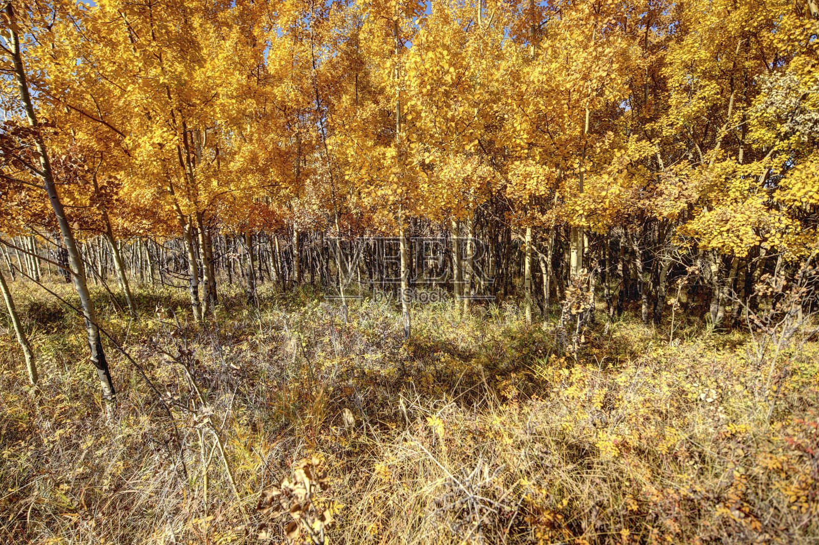 阿尔伯塔省卡尔加里的鼻子山公园的小路照片摄影图片