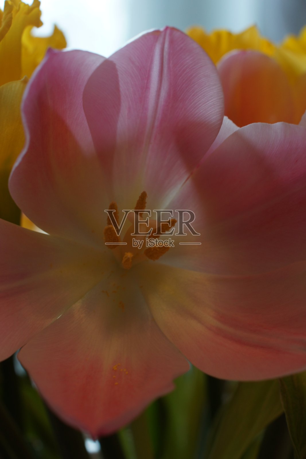 郁金香。照片摄影图片