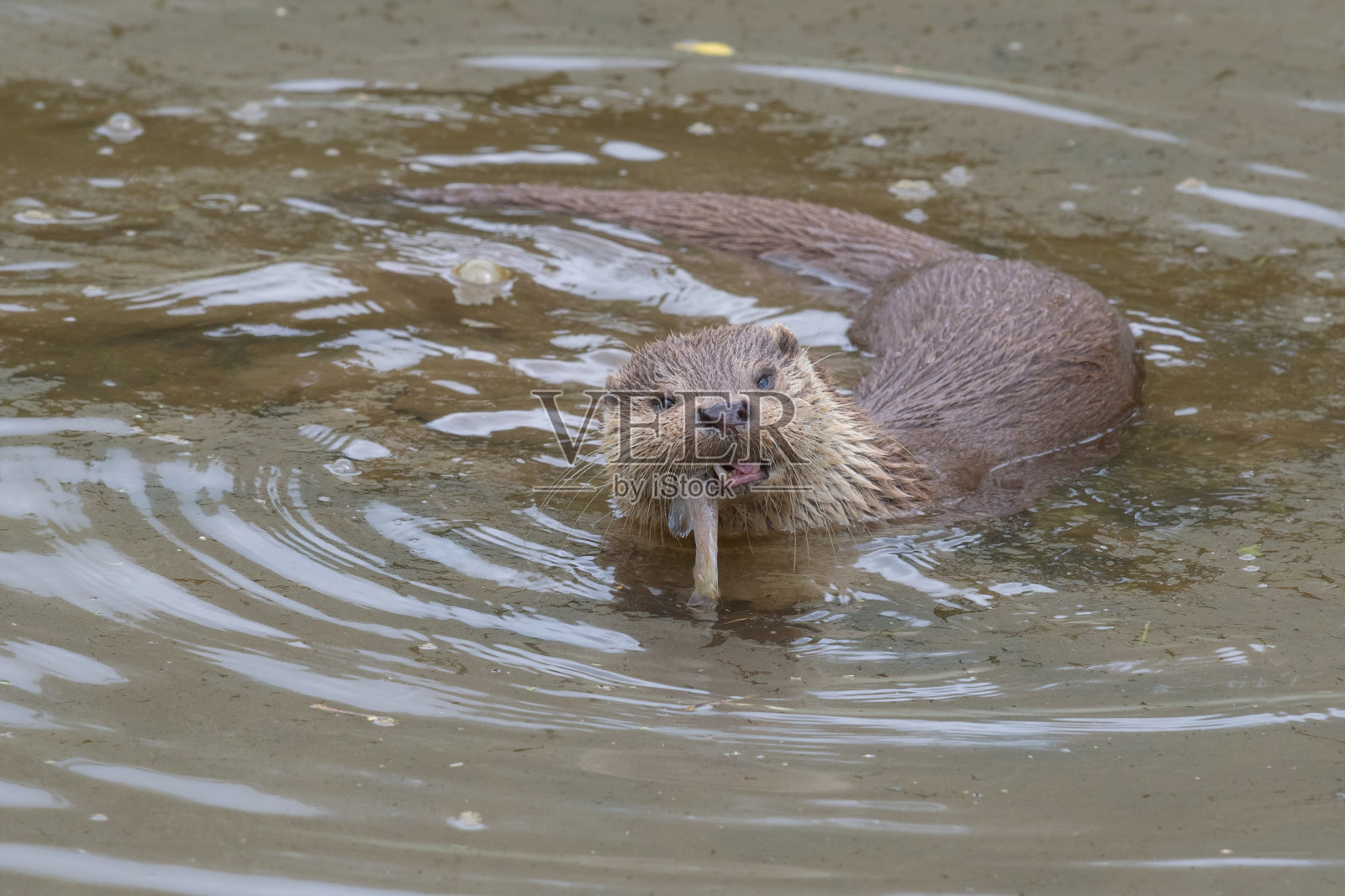 欧洲水獭(lutra lutra)照片摄影图片