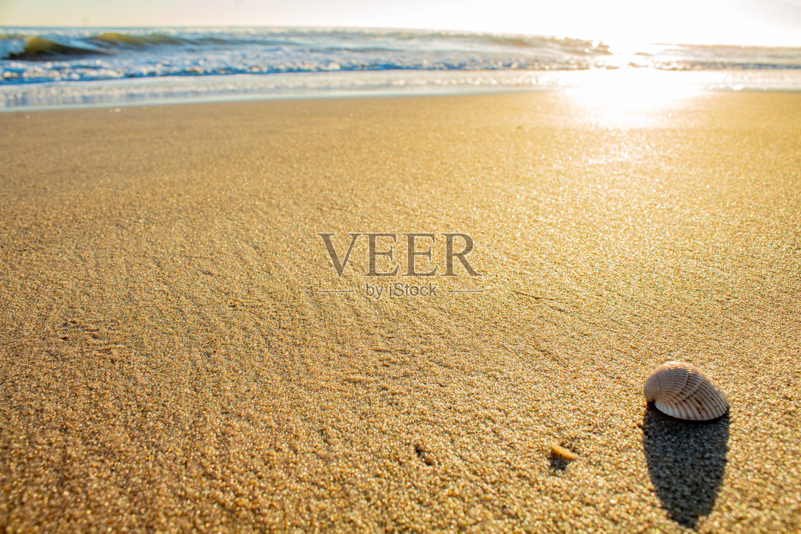 沙滩上有贝壳照片摄影图片