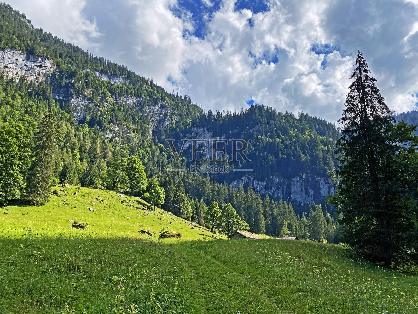 瑞士伯尔尼布里恩斯州的吉斯巴赫自然公园和伯尔尼阿尔卑斯山脉山坡上的高山草甸和牧场(瑞士的坎顿伯尔尼)照片摄影图片