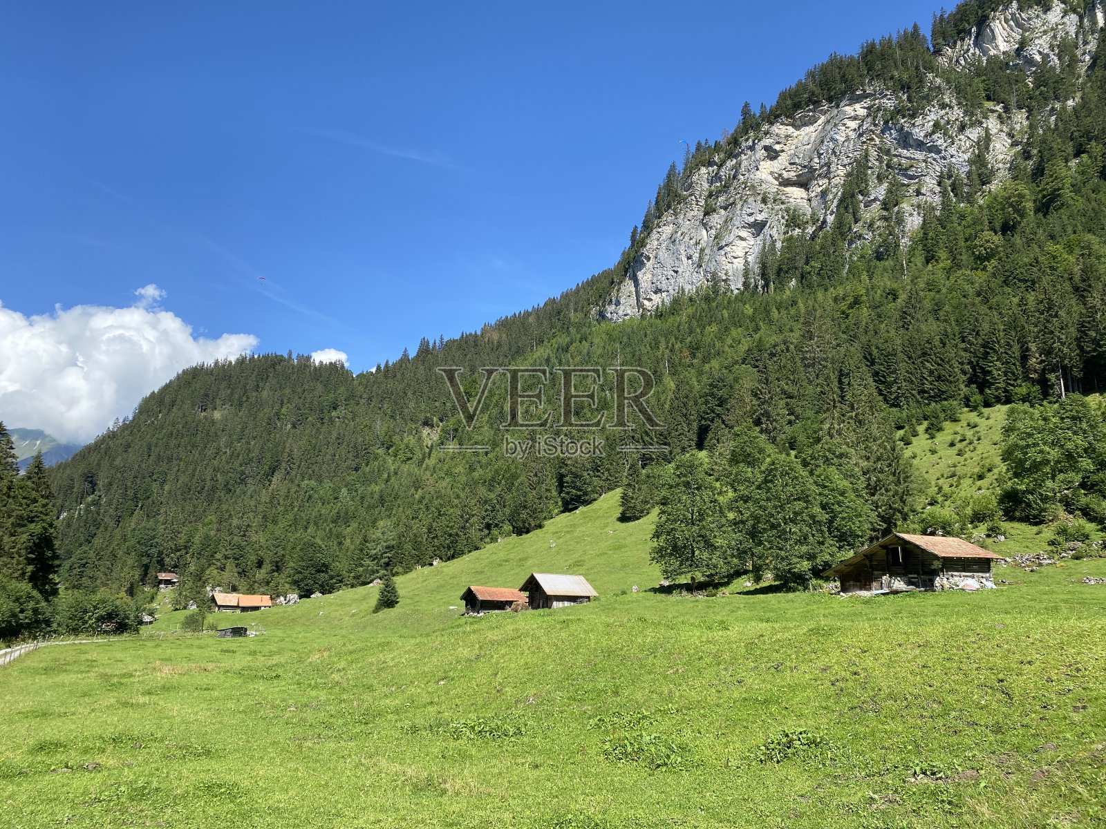 瑞士伯尔尼布里恩斯州的吉斯巴赫自然公园和伯尔尼阿尔卑斯山脉山坡上的高山草甸和牧场(瑞士的坎顿伯尔尼)照片摄影图片