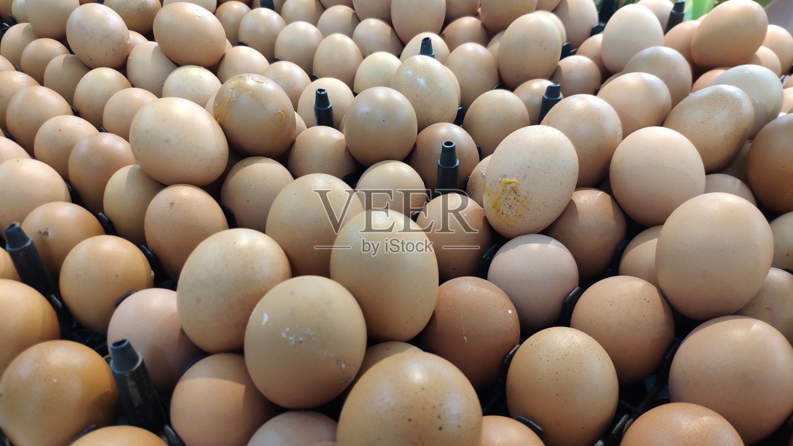 蛋照片摄影图片