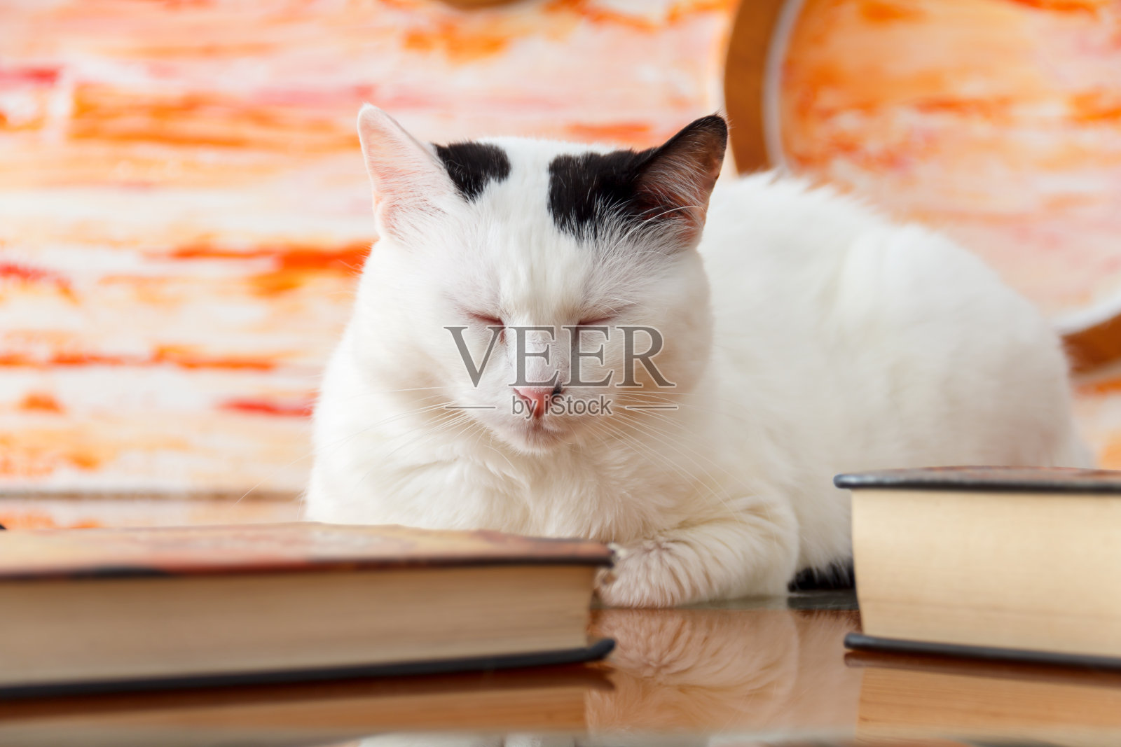 猫和书籍照片摄影图片