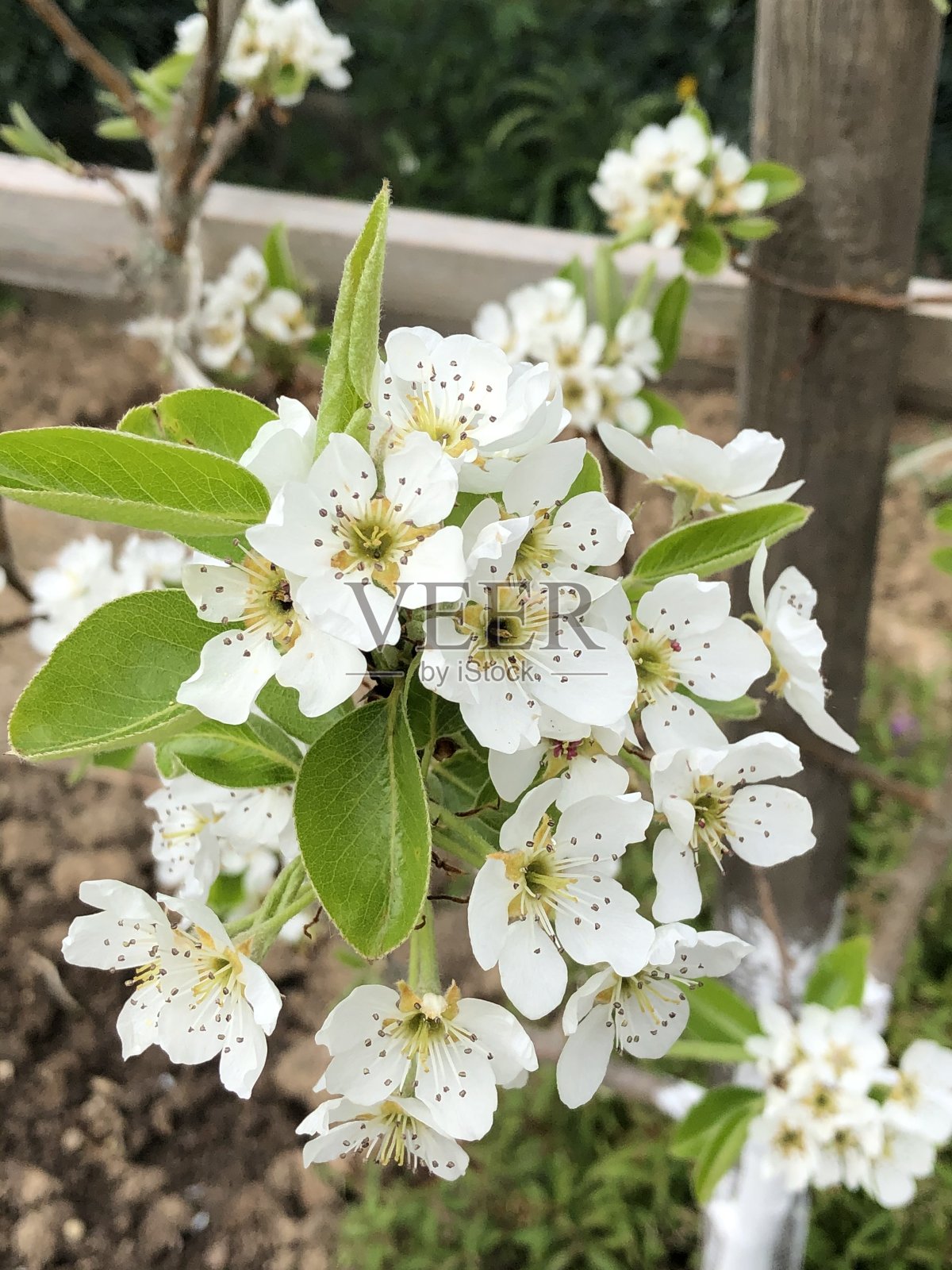樱桃照片摄影图片