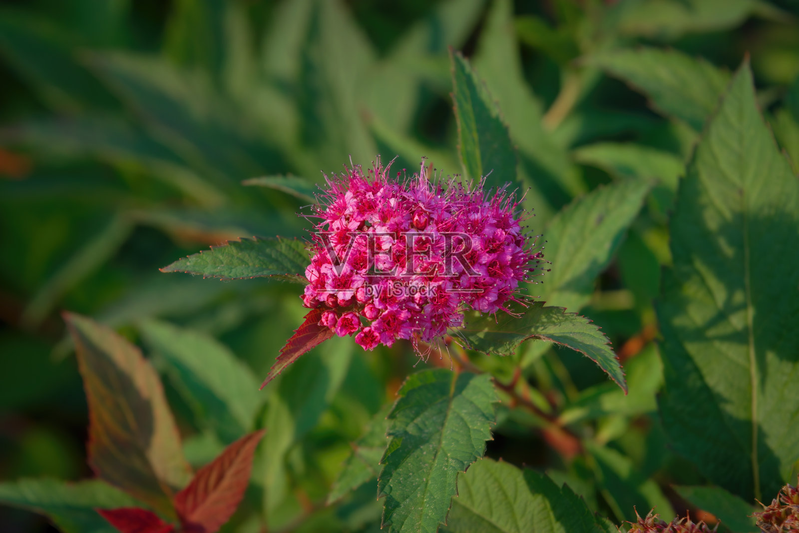 早晨的田野背景与野花。草地上的野花。照片摄影图片