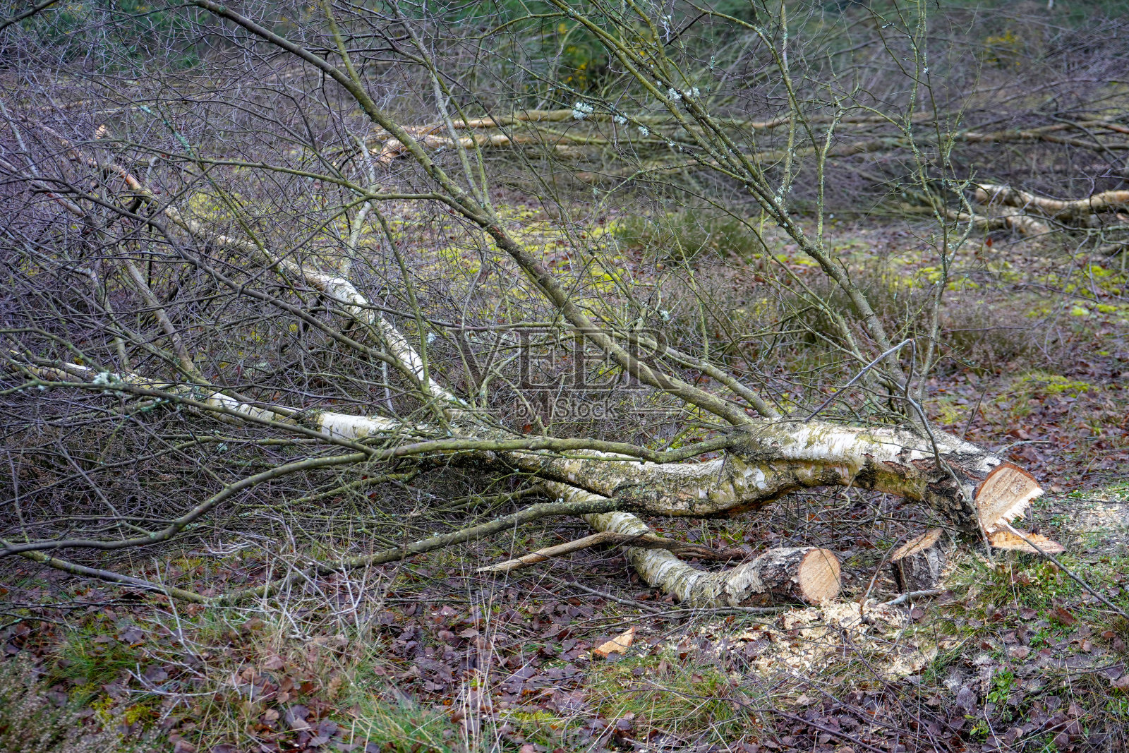 刚被砍伐的小树照片摄影图片