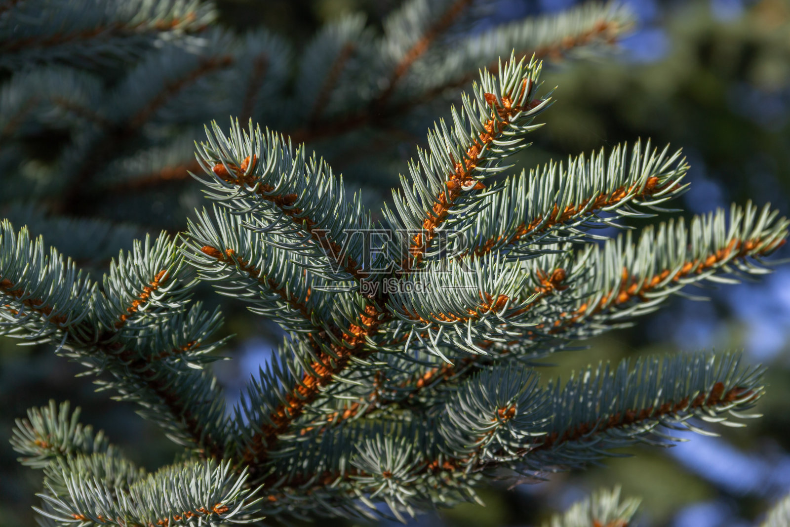 绿蓝云杉枝。针叶树。有选择性的重点。照片摄影图片