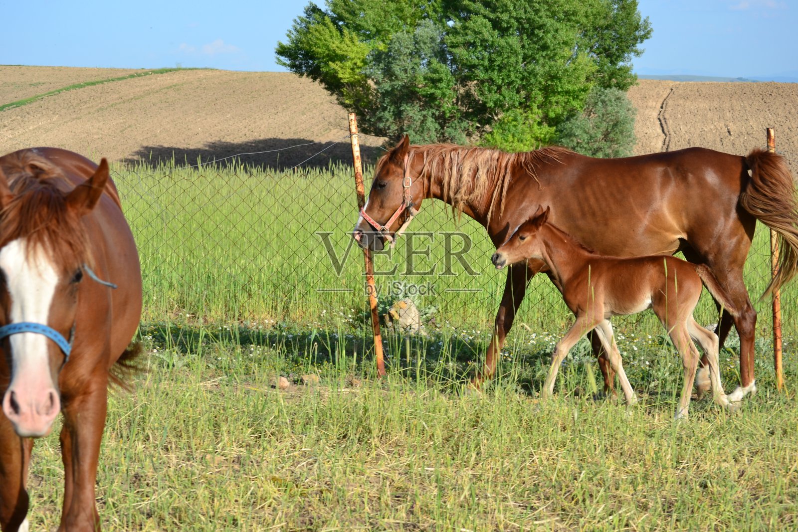 马是一个可爱和有用的朋友。照片摄影图片
