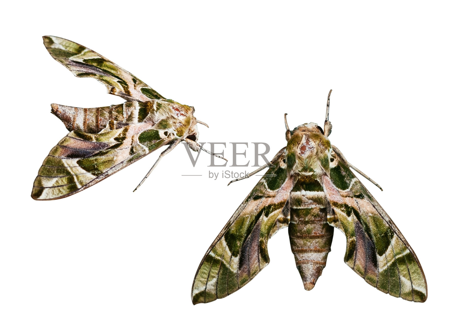 夹竹桃飞蛾-陆军绿飞蛾孤立在白色背景上插画图片素材