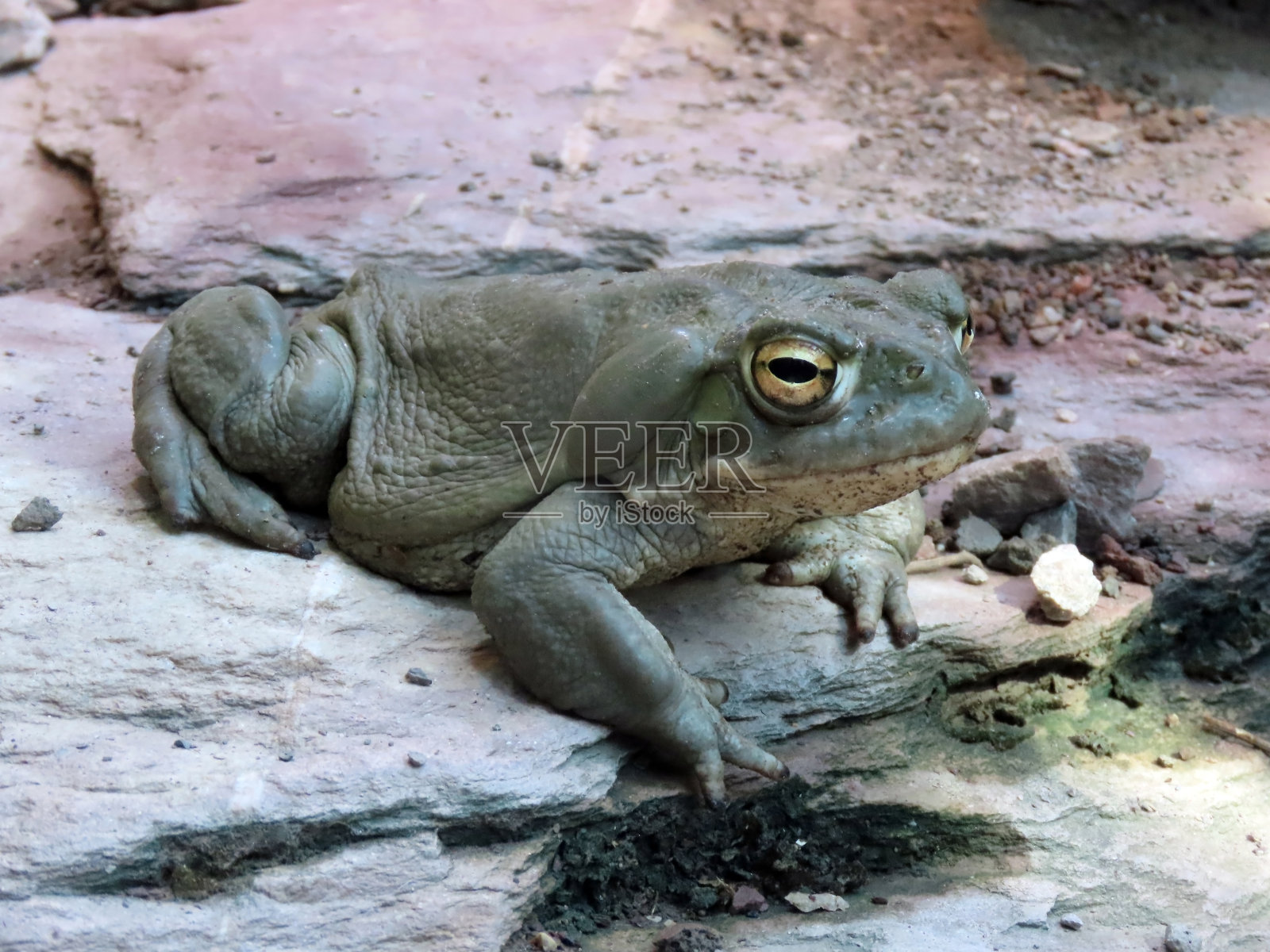 科罗拉多河蛤 （因西里乌斯阿尔瓦里乌斯）， 索诺兰沙漠蛤， 科罗拉多克雷特 （科罗拉多山径） 奥德索诺拉 - 内茨克雷特 （索诺拉 - 内茨克罗特）照片摄影图片