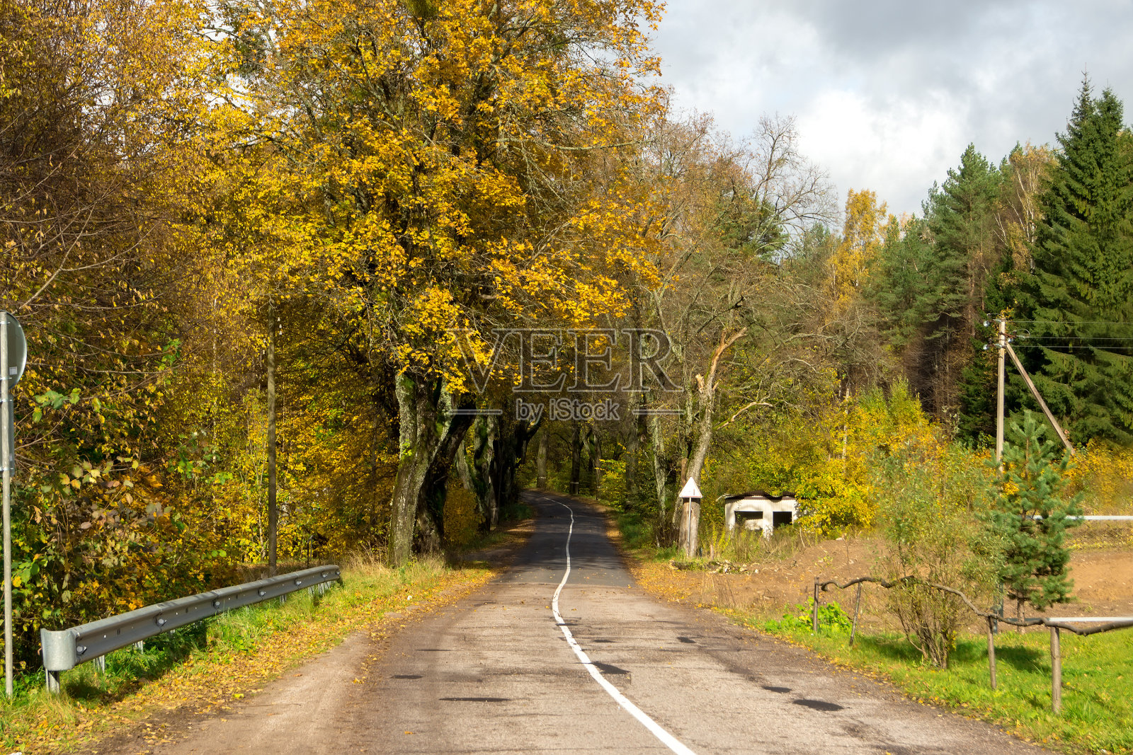 森林的路和秋天的树照片摄影图片