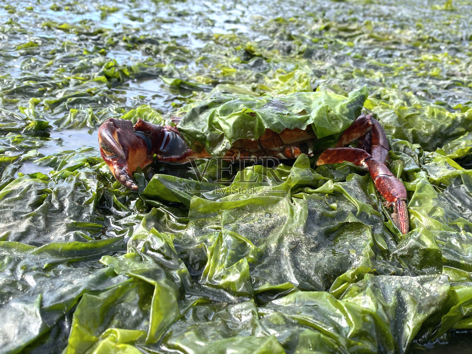 温哥华岛的海岸景色照片摄影图片