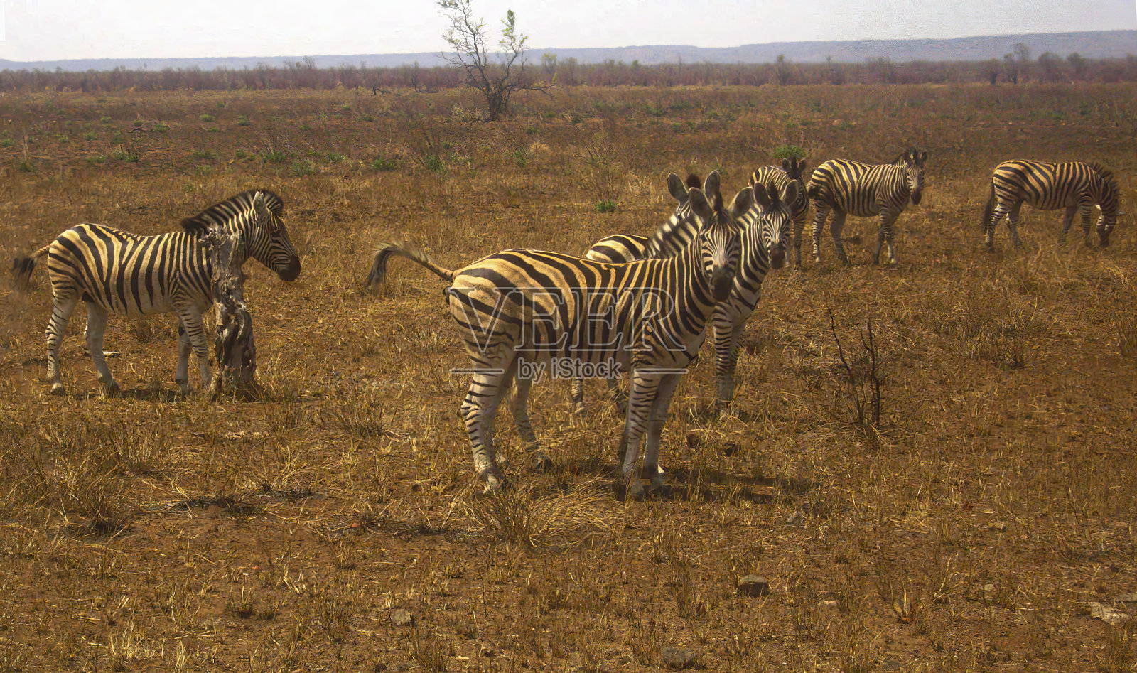 斑马照片摄影图片