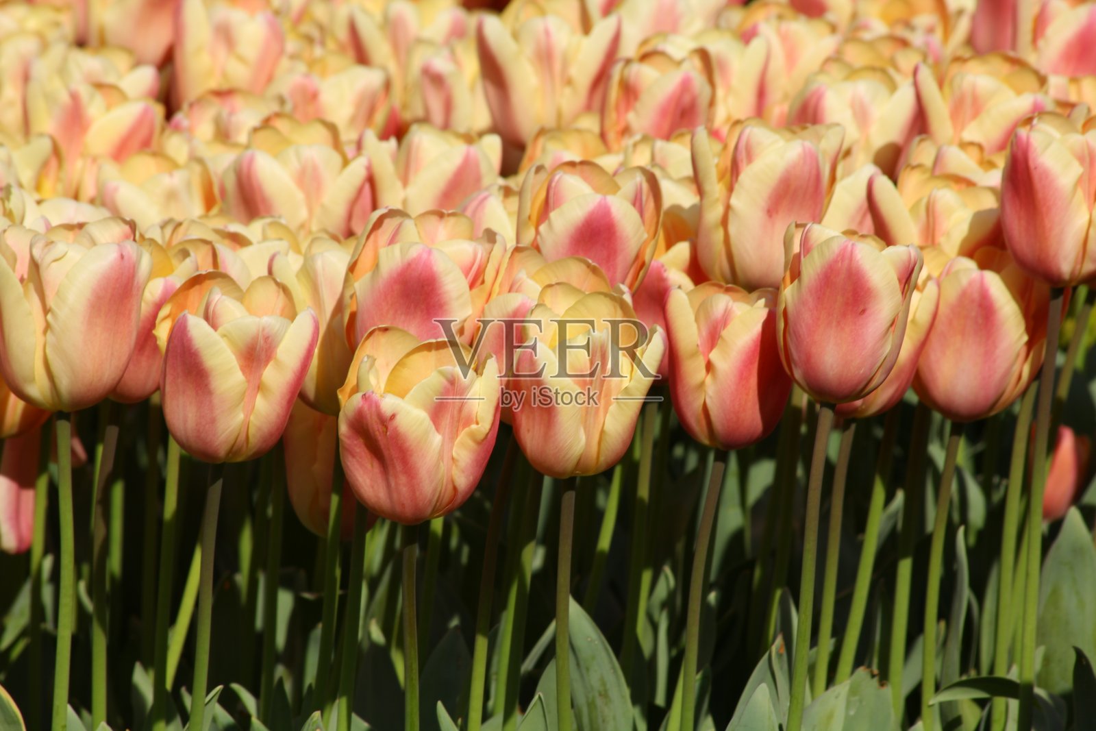 格兹特佩公园的粉色郁金香照片摄影图片