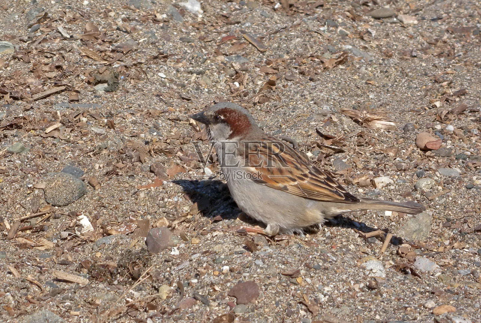 麻雀照片摄影图片