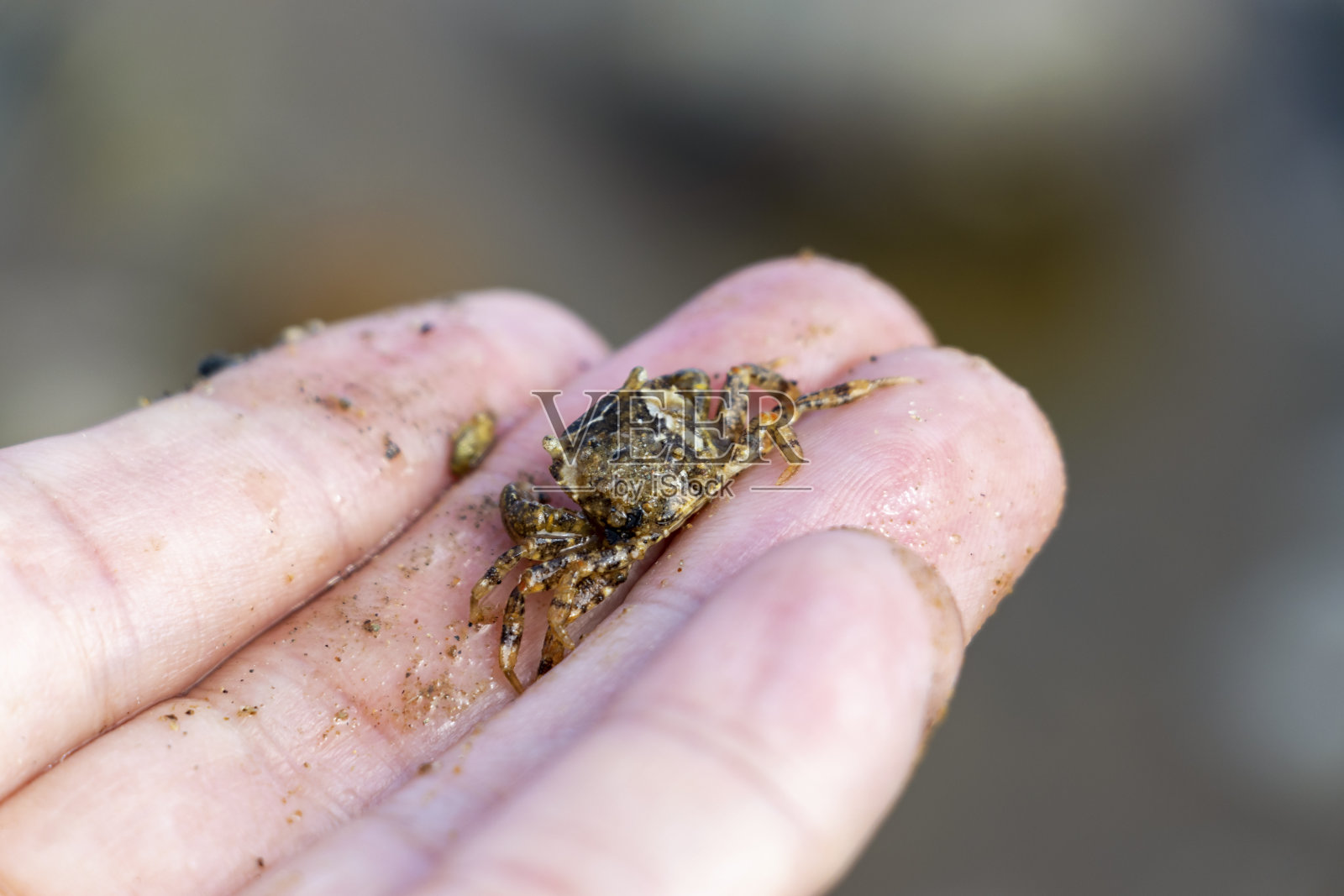 手掌上的小螃蟹照片摄影图片